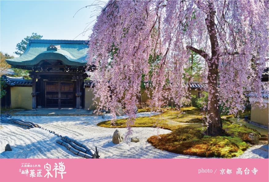 高台寺のしだれ桜