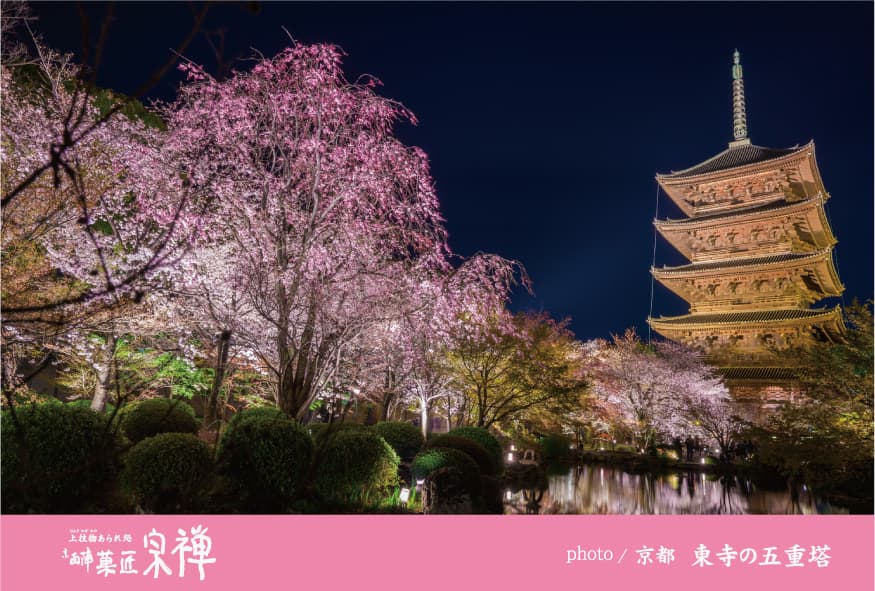 東寺の夜桜